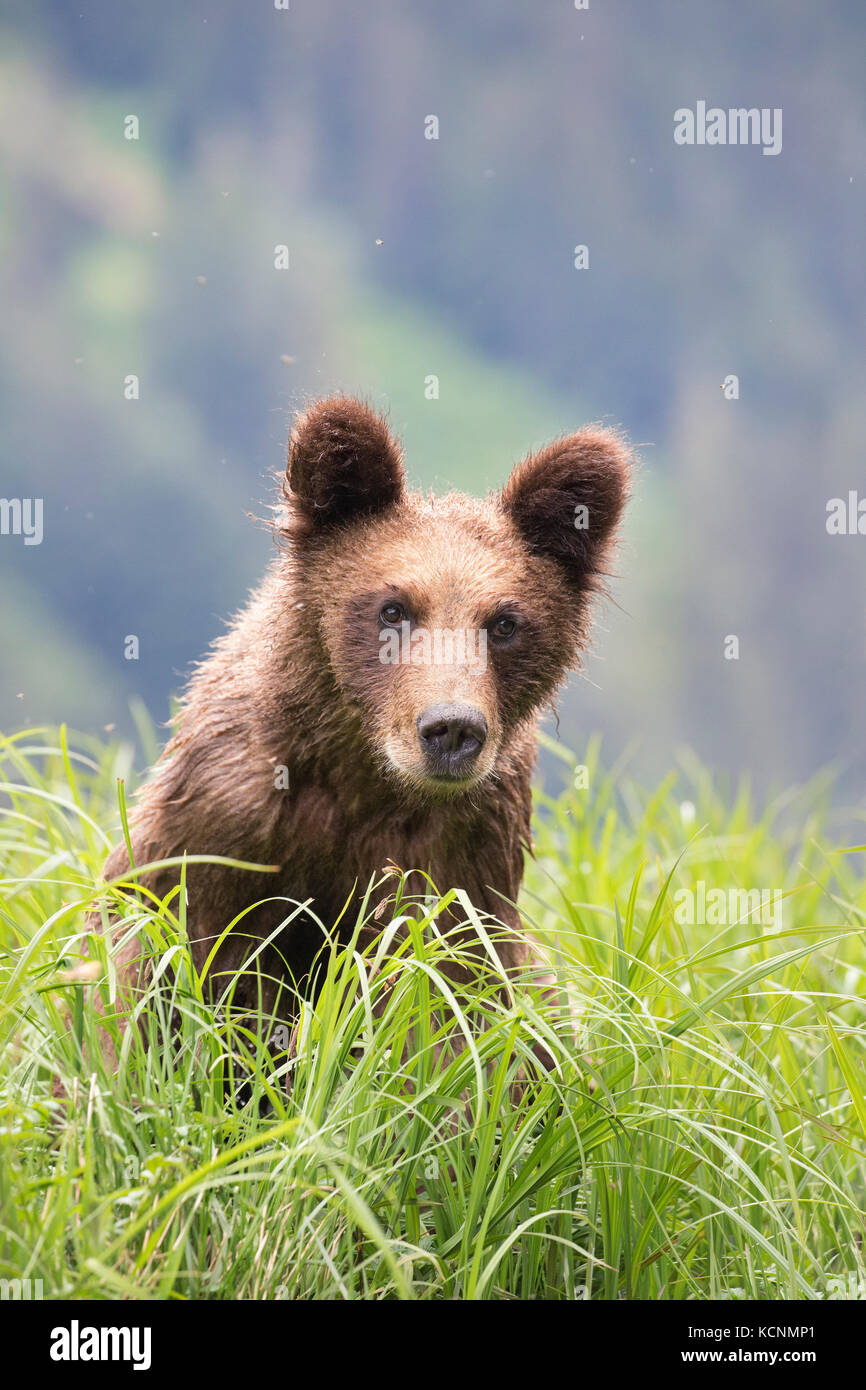Grizzly Bear (Ursus arctos), horriblis Jährling cub, das khutzeymateen Grizzly Bär Heiligtum, British Columbia, Kanada Stockfoto