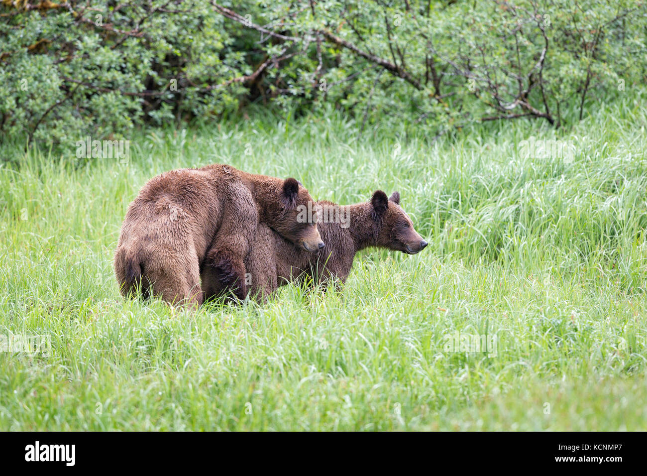 Grizzlybär (Ursus arctos Horribilis), junge Männchen (links) und Frau umwerben, das khutzeymateen Inlet, das khutzeymateen Grizzly Bär Heiligtum, British Columbia, Kanada. Stockfoto