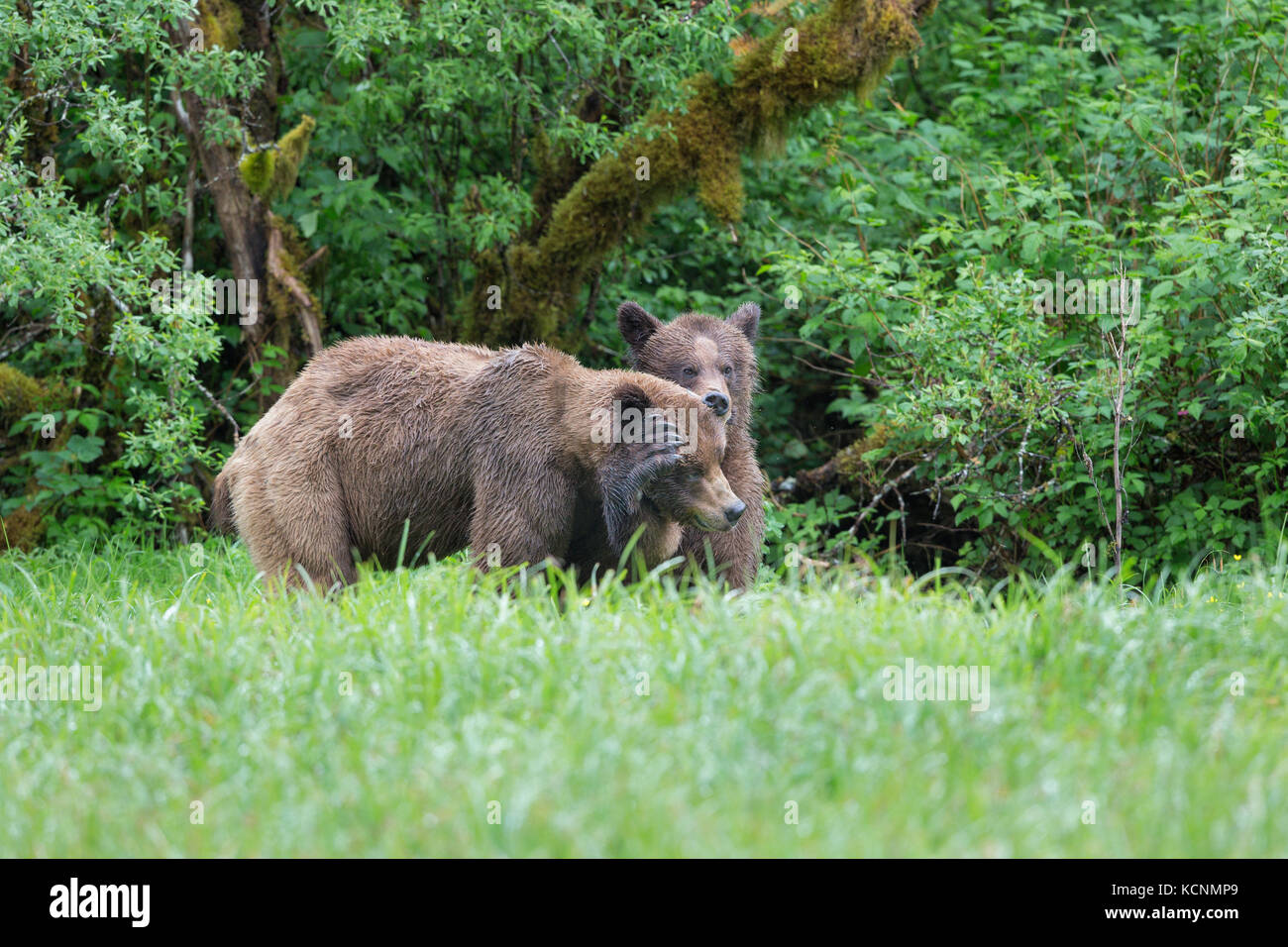 Grizzlybär (Ursus arctos Horribilis), junge männliche Links) und Weibchen umwerben, das khutzeymateen Inlet, das khutzeymateen Grizzly Bär Heiligtum, British Columbia, Kanada. Stockfoto