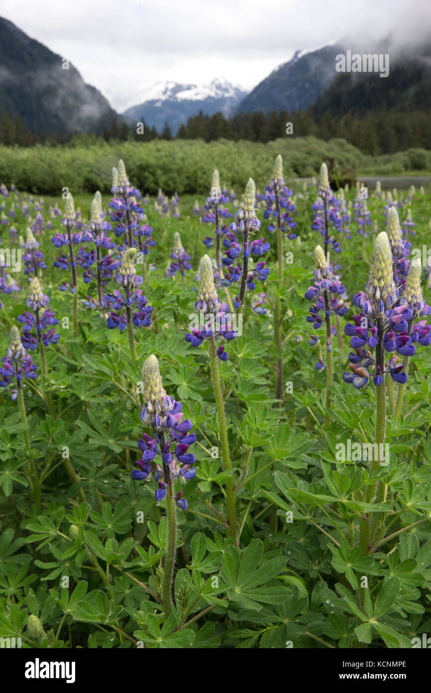 Lupine (Lupinus nootkatensis), das khutzeymateen Grizzly Bär Heiligtum, British Columbia, Kanada. Stockfoto