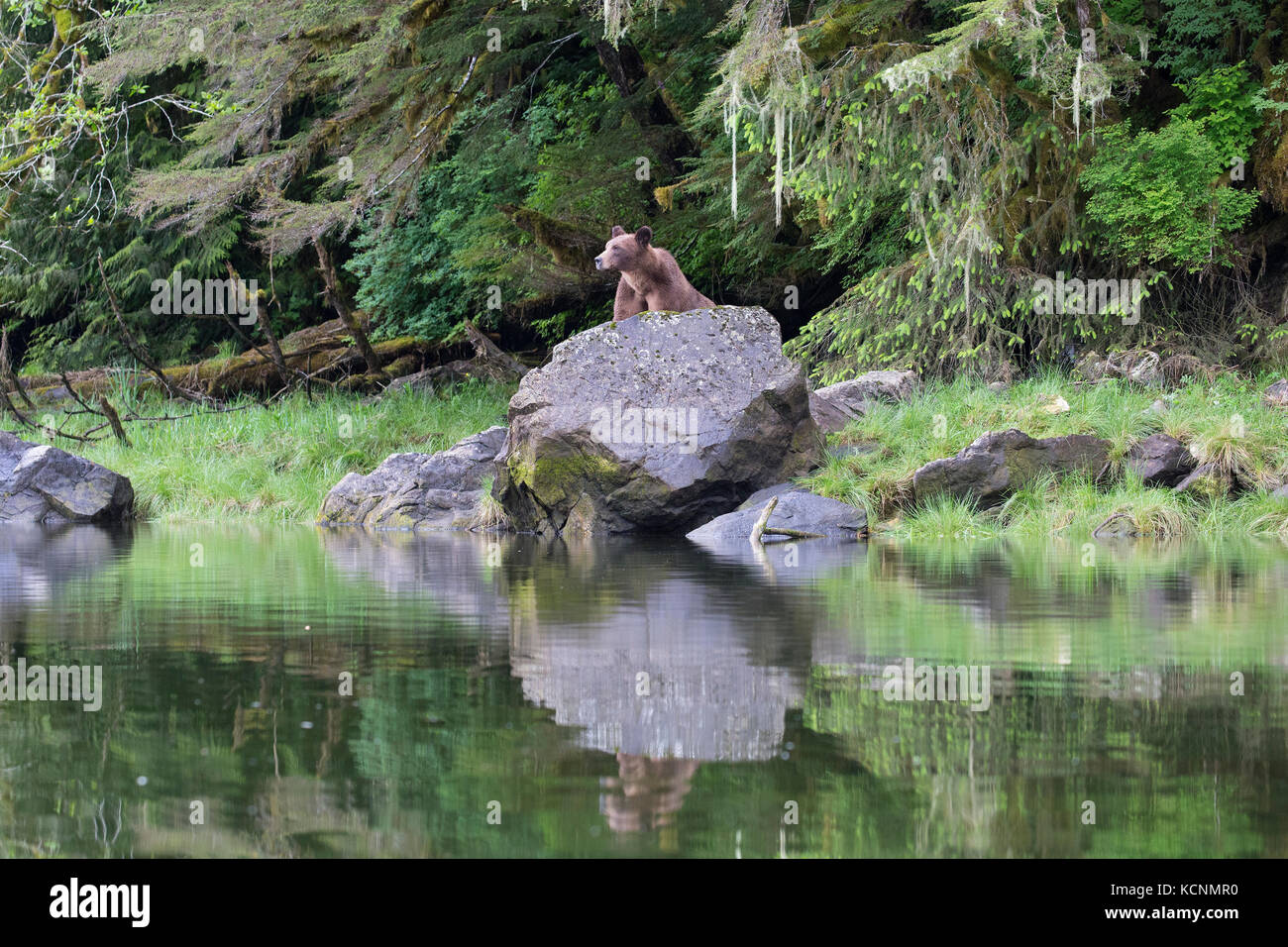 Grizzlybär (Ursus arctos Horribilis), weiblich und jährling Cub, das khutzeymateen Grizzly Bär Heiligtum, British Columbia, Kanada Stockfoto