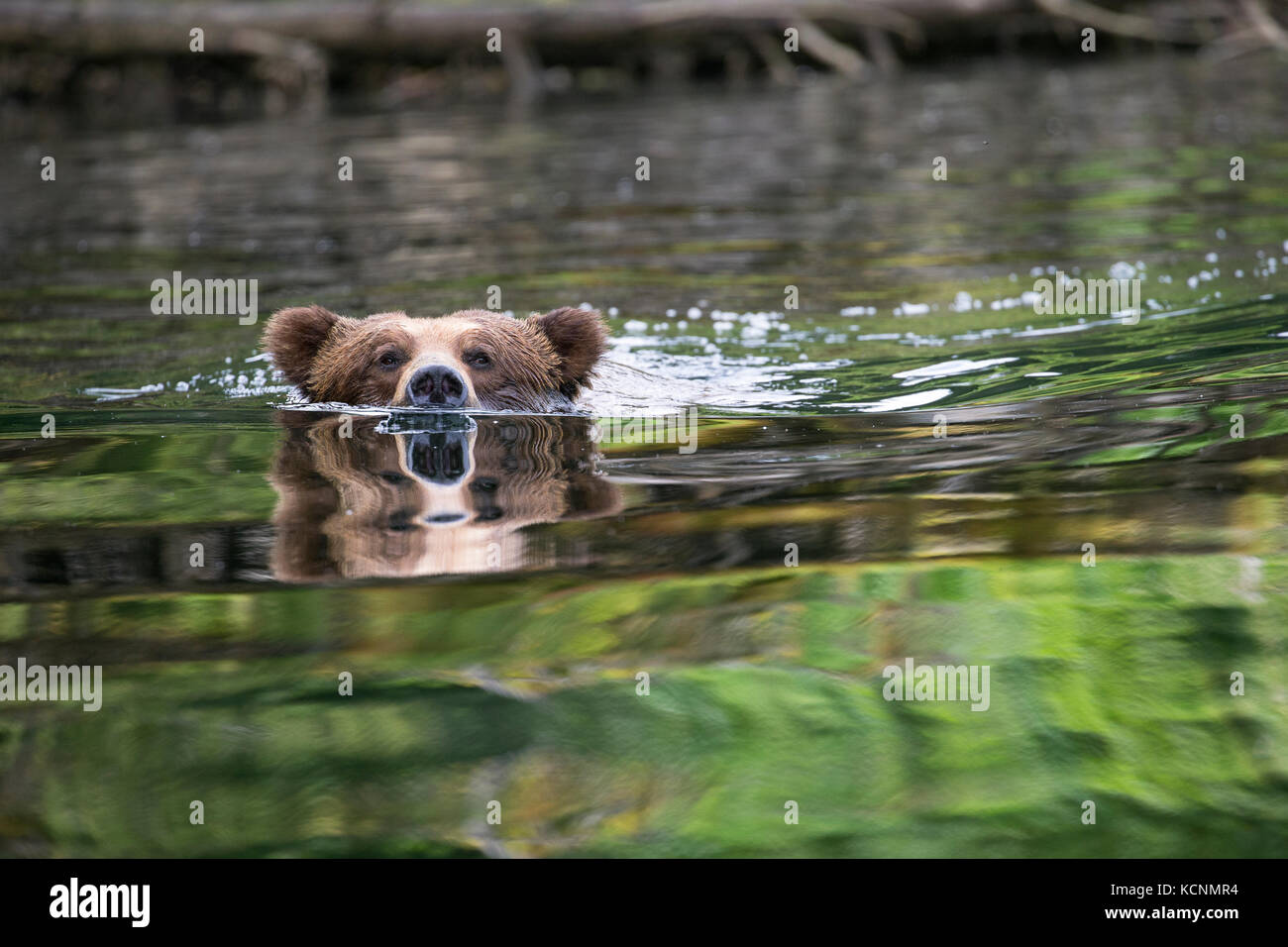 Grizzlybär (Ursus arctos Horribilis), großer Mann, Schwimmen, das khutzeymateen Grizzly Bär Heiligtum, British Columbia, Kanada. Stockfoto