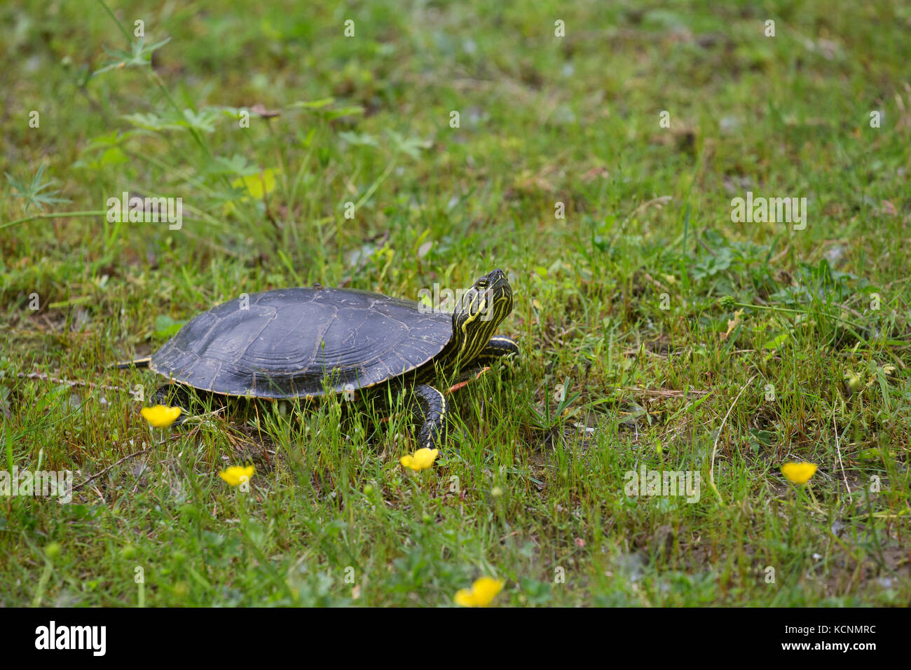 Pflanzen Spezies Stockfotos &amp; Pflanzen Spezies Bilder Alamy