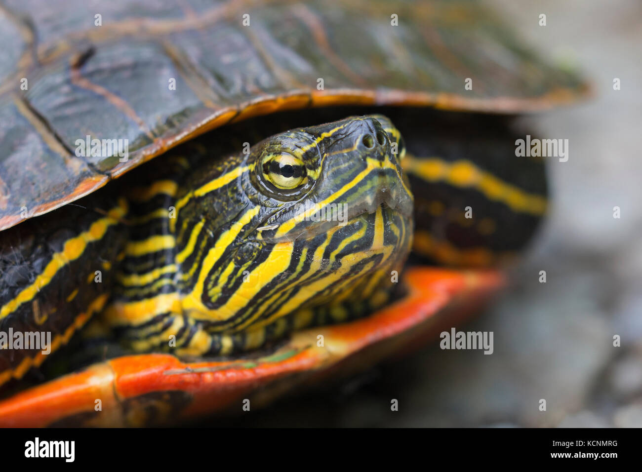 Western gemalte Schildkröte (Chrysemys picta bellii), weiblich, Nicomen Slough, Agassiz, British Columbia, Kanada. Der Pazifischen Küste Population dieser Arten ist in Kanada gefährdet. Stockfoto