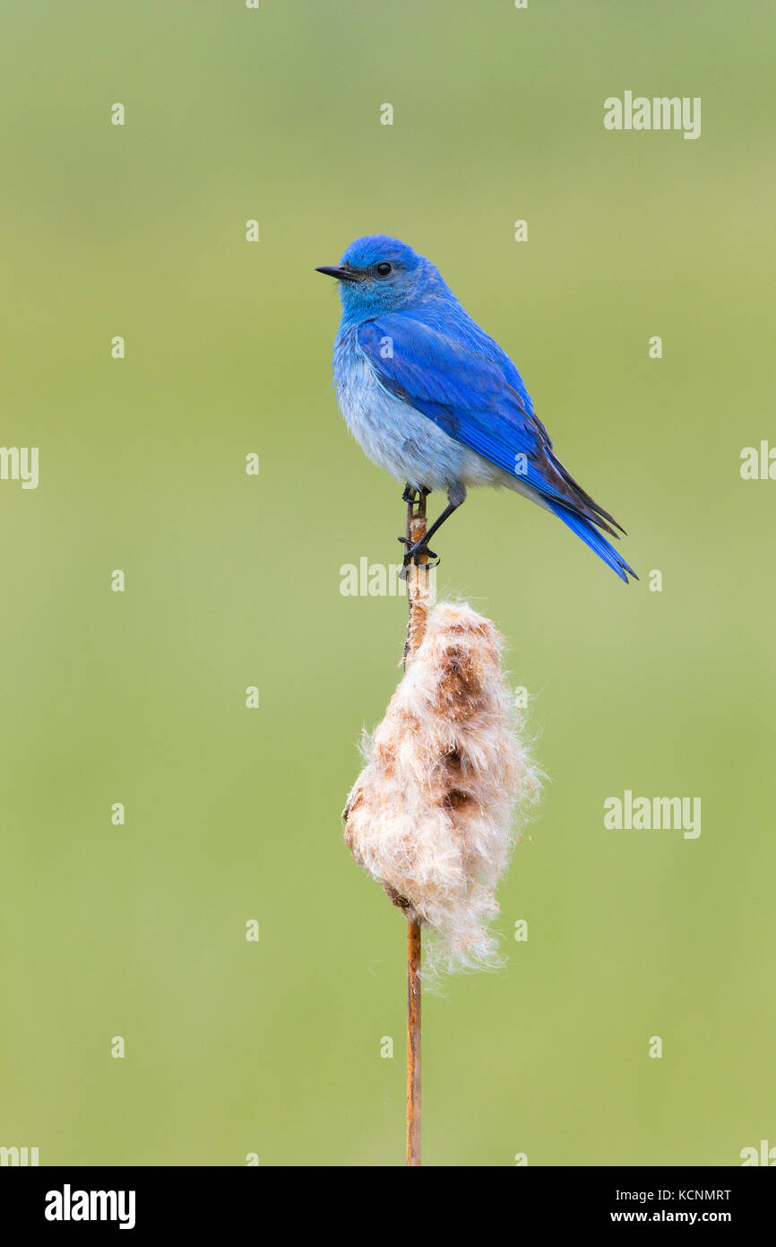 Mountain bluebird (sialia currucoides), männlich mit Caterpillar für Küken, auf cattail typha (sp.), Cariboo Region, British Columbia, Kanada Stockfoto