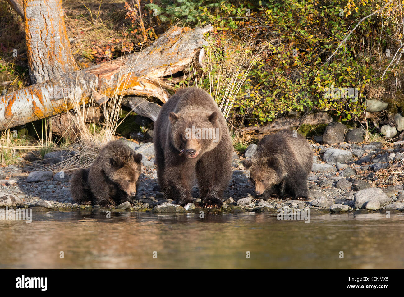 Grizzly Bear (Ursus arctos horribilis), Weibchen, die Sockeye-Lachs (Oncorhynchus nerka) und Jungen des Jahres essen, Chilctin Region, British Columbia, Kanada Stockfoto