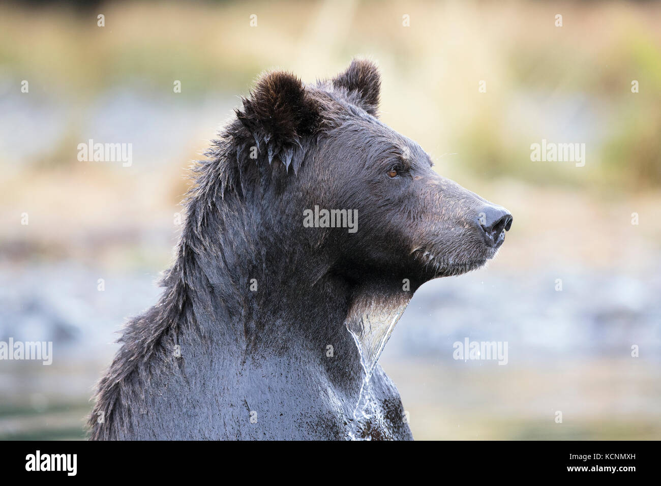 Grizzlybär (Ursus arctos Horribilis), weiblich, Chilcotin Region, British Columbia, Kanada. Stockfoto