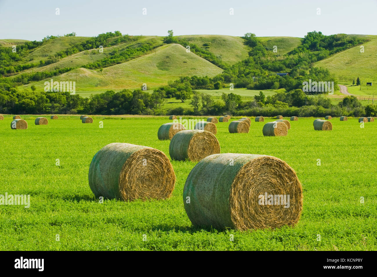 Alfalfa Rundballen, Qu'appelle River Valley, Saskatchewan, Kanada Stockfoto