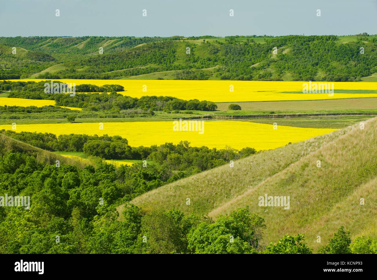 Erodiert Hügel und Felder mit blühenden Raps, die Qu'appelle River Valley, Saskatchewan, Kanada Stockfoto