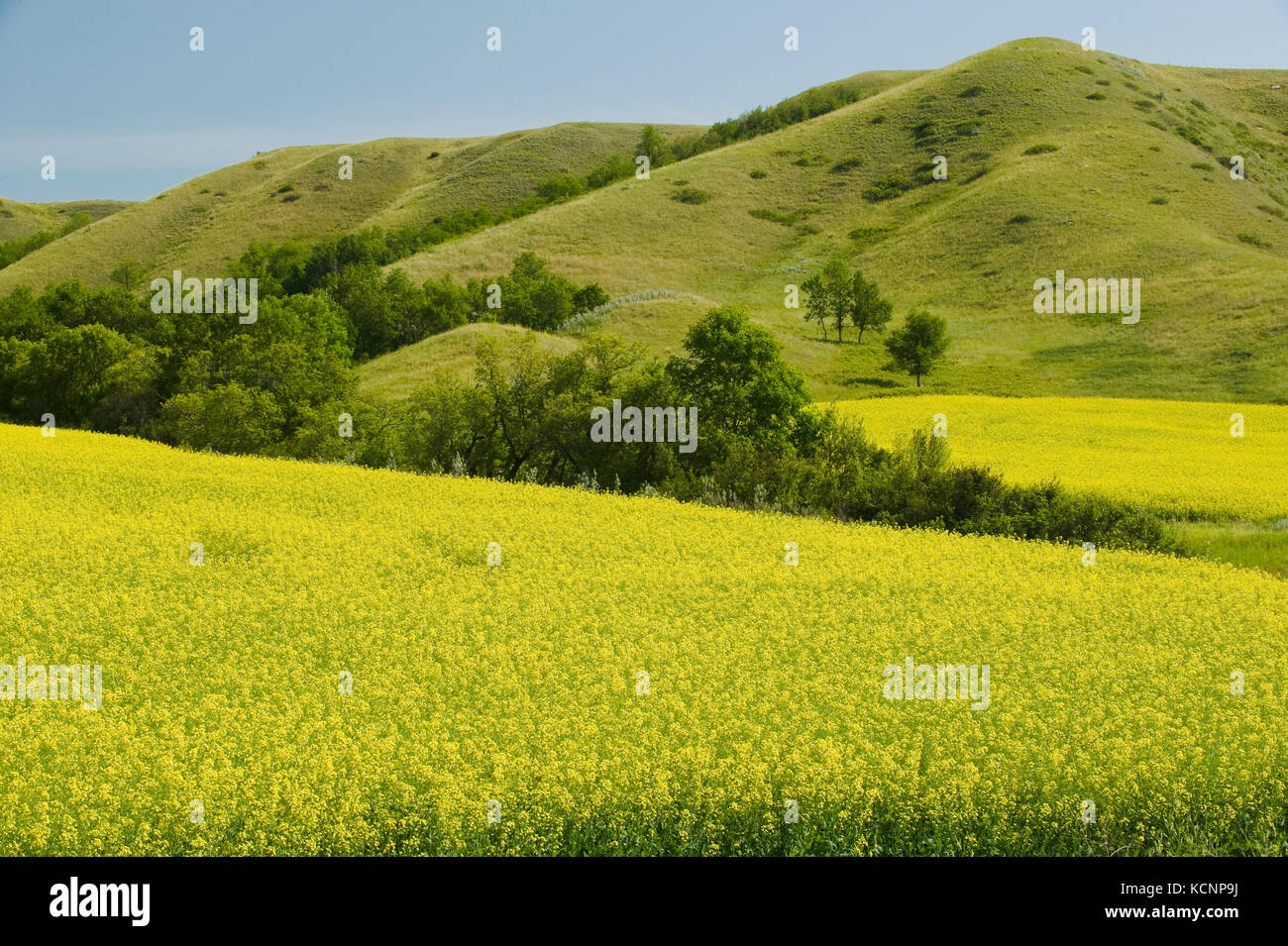 Blüte-phase Raps und erodierten Hügel, Qu'appelle River Valley, Saskatchewan, Kanada Stockfoto