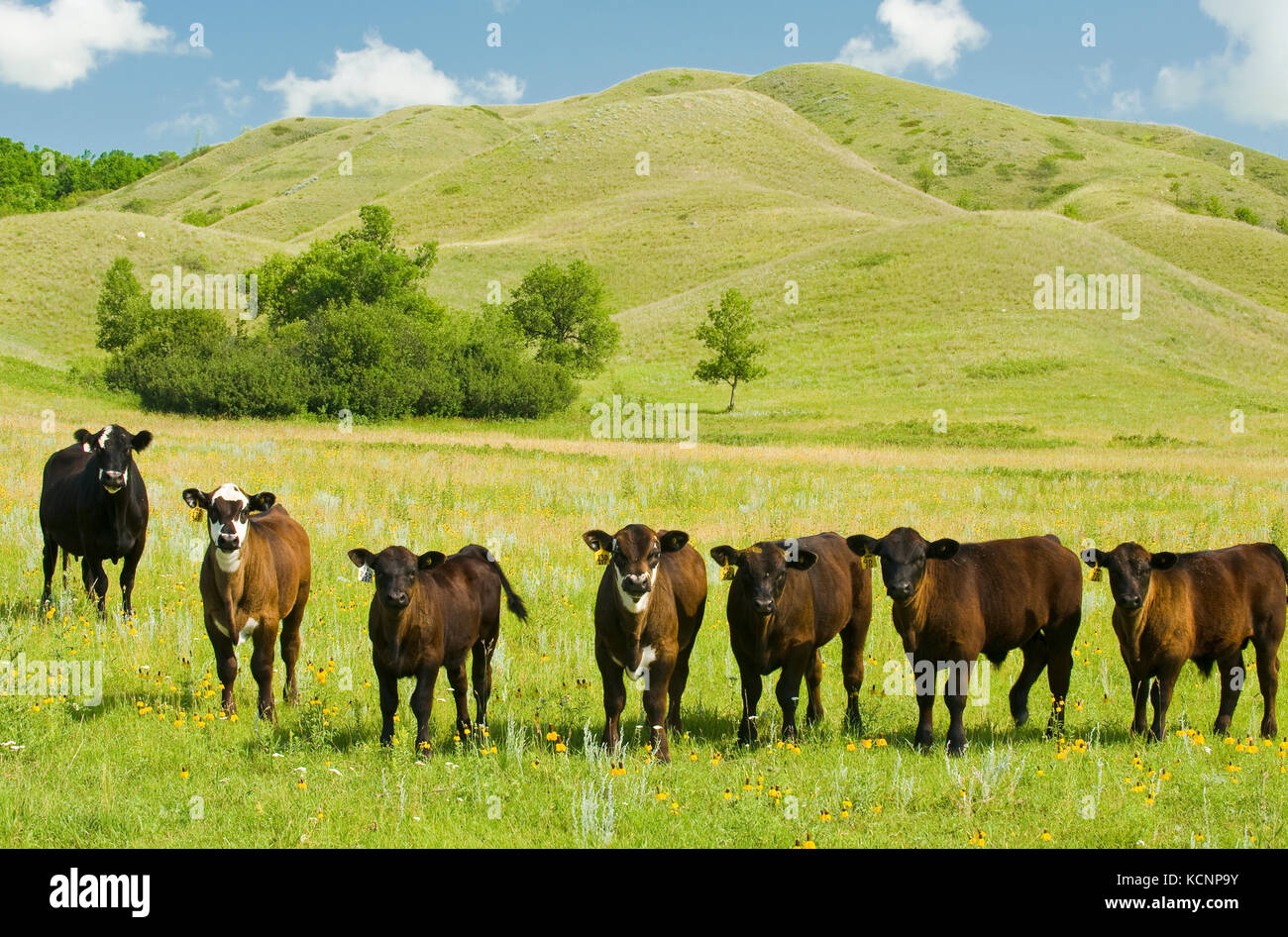 Rinder und erodierten Hügel, Qu'appelle River Valley, Saskatchewan, Kanada Stockfoto