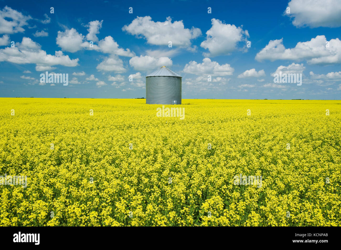 Ein Feld der Blüte-phase Raps mit alten Korntank (Silo) im Hintergrund, in der Nähe von Grenfell, Saskatchewan, Kanada Stockfoto