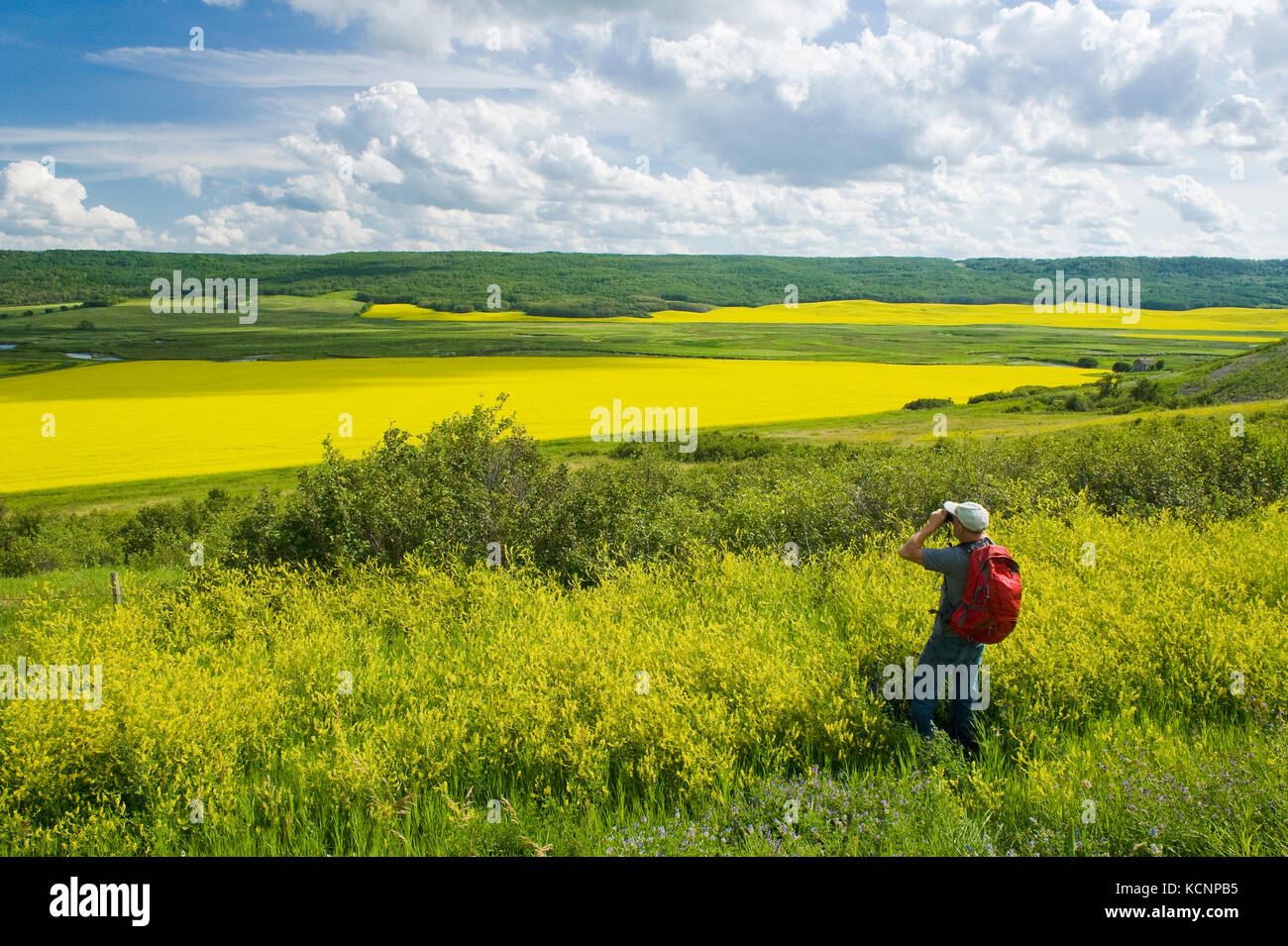 Wanderer, die über den Qu'appelle River Valley anzeigen erodiert Hügel und Felder mit Raps, Saskatchewan, Kanada Stockfoto
