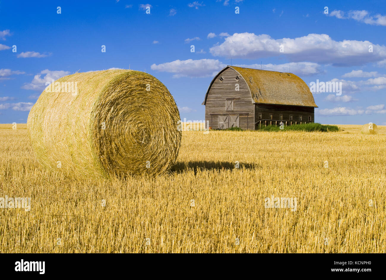 Alte Scheune und runde Hartweizen Strohballen in der Nähe von Ponteix, Saskatchewan, Kanada Stockfoto