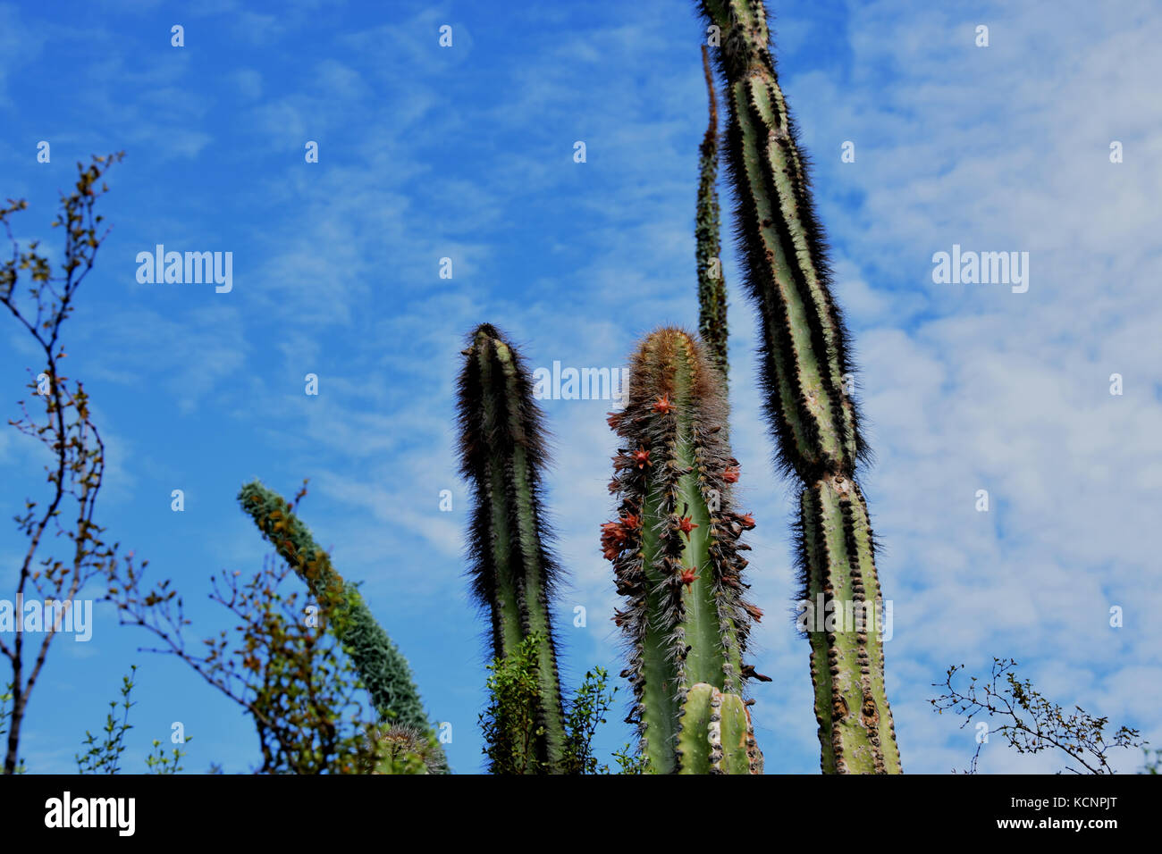 Blühende Kakteen in der Sonora Desert Museum in der Nähe von Tucson, Arizona Stockfoto