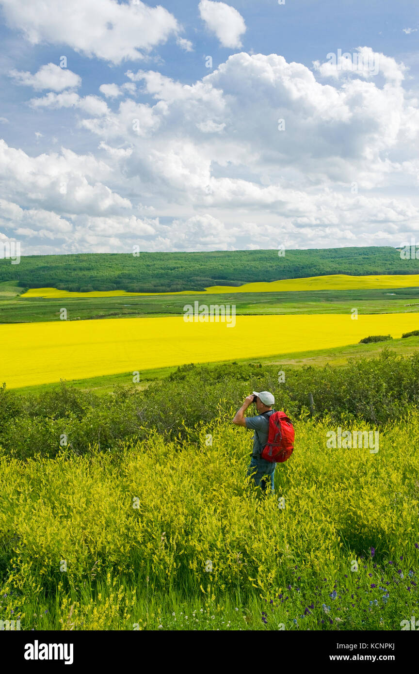 Wanderer, die über den Qu'appelle River Valley anzeigen erodiert Hügel und Felder mit blühenden Raps, Saskatchewan, Kanada Stockfoto