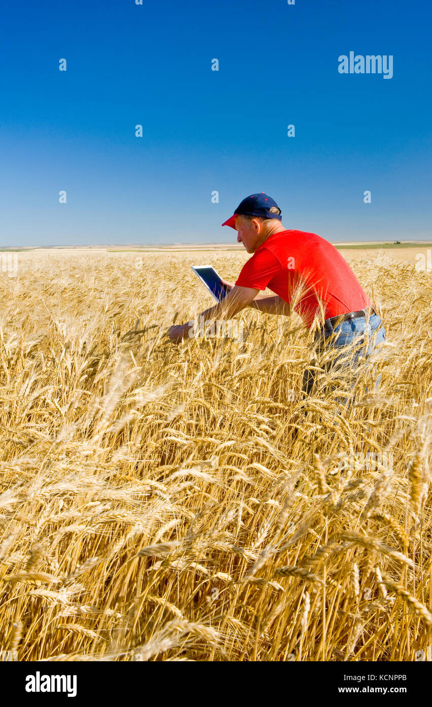 Ein Mann mit einer Tablette in eine ausgereifte, Ernte bereit Hartweizen Feld, in der Nähe von Ponteix, Saskatchewan, Kanada Stockfoto