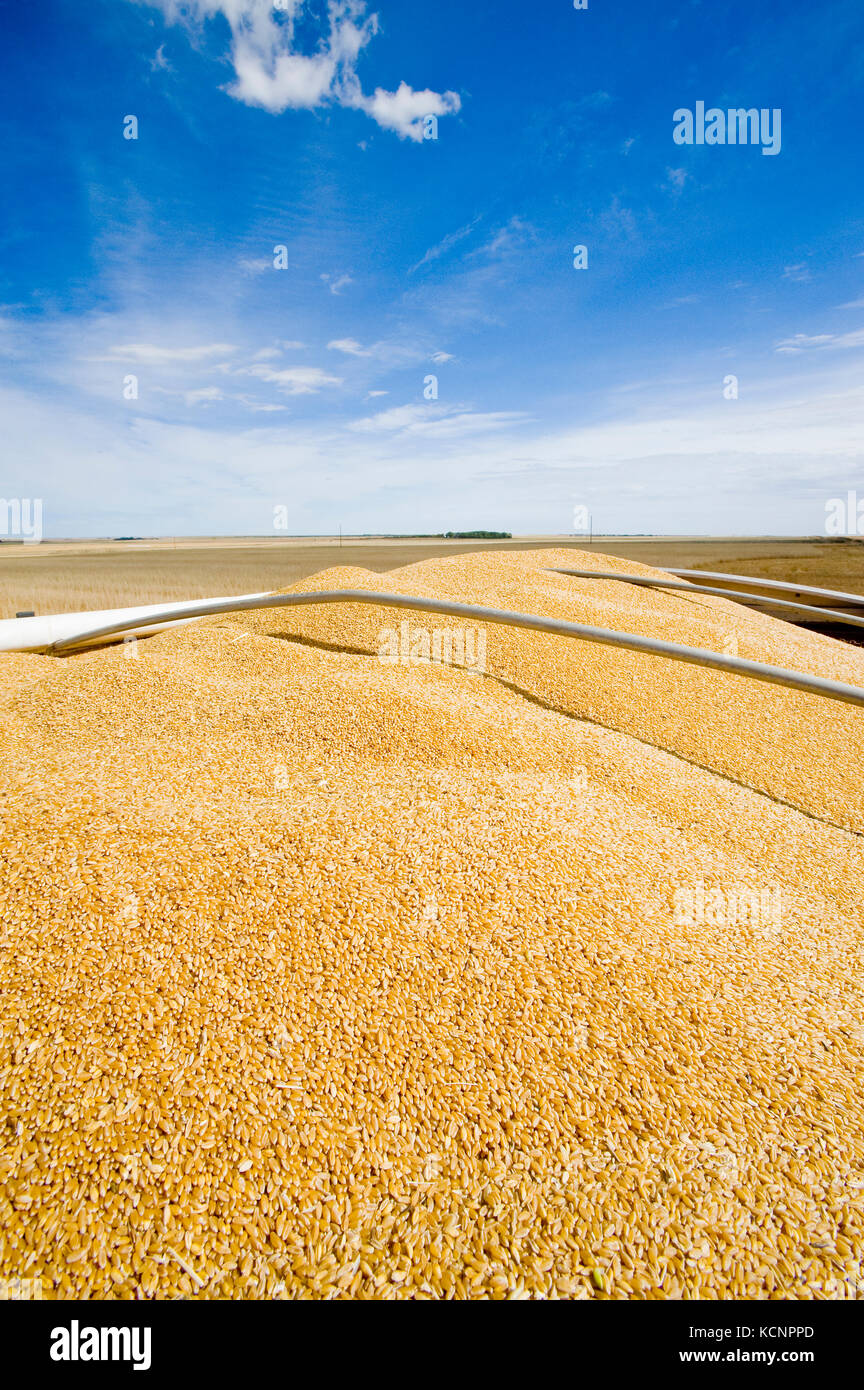 Blick von der Rückseite einer Farm LKW voller Weizen während der Hartweizen Ernte, in der Nähe von Ponteix, Saskatchewan, Kanada Stockfoto