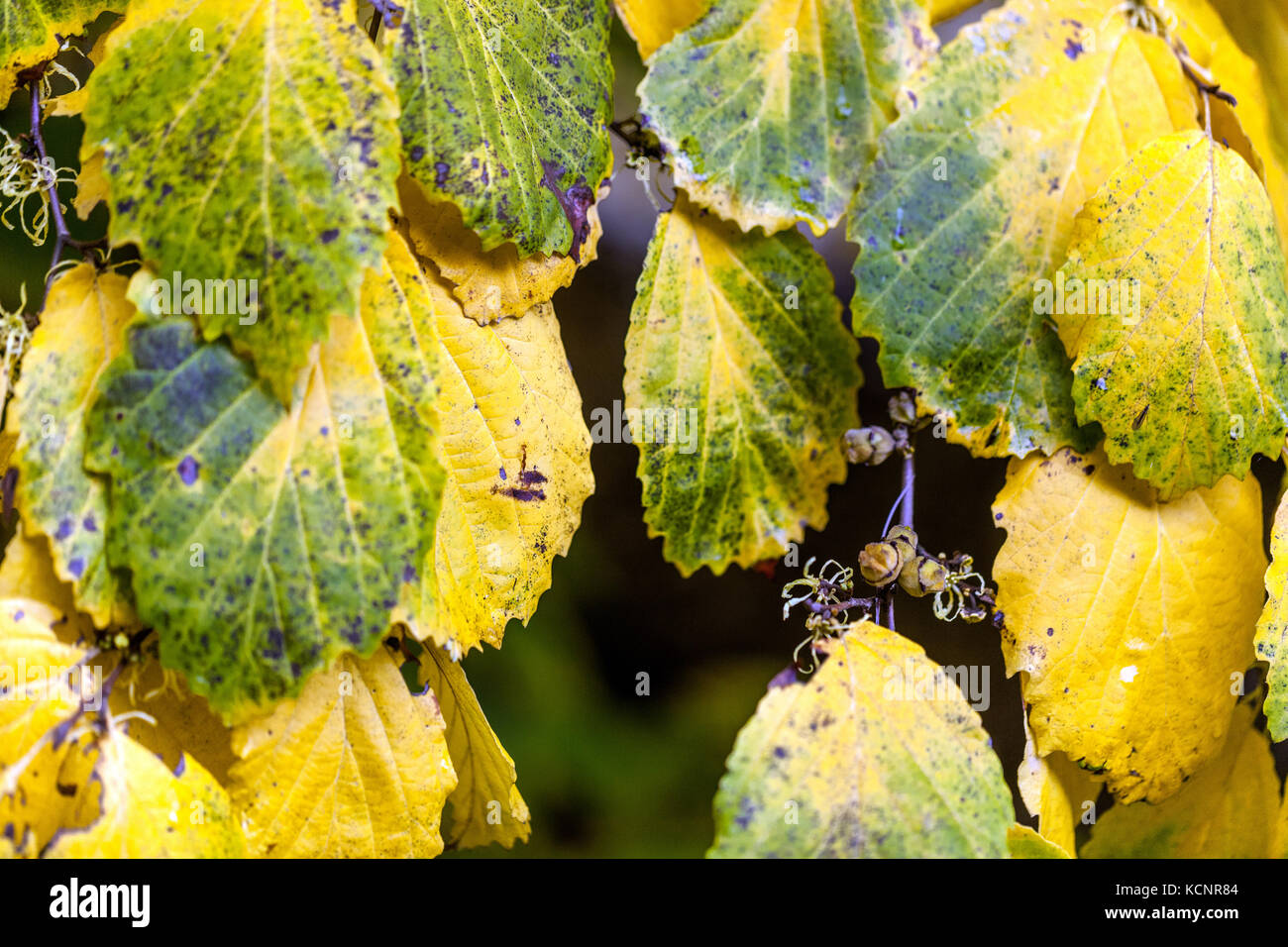 Hamamelis virginiana, Zaubernuss im Herbst Farben, Blättern und Knospen Stockfoto