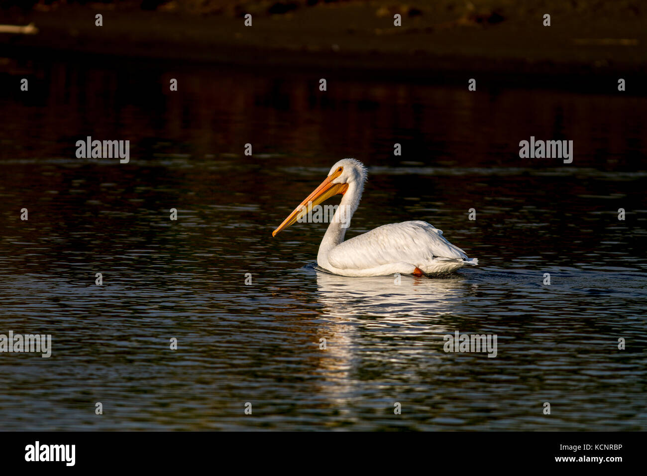 American White Pelician, Pelecanus erythrorhynchos Auf dem Wasser für Nahrung, Carsland Wehr, Alberta, Kanada Suche Stockfoto