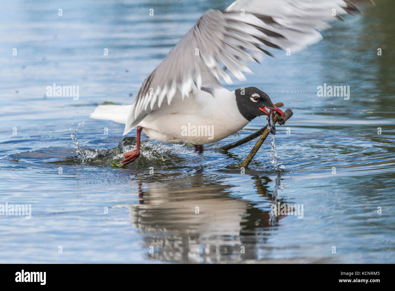 Franklin's Möwe (pipixcan Leucophaeus) Sammeln von Material zum Nestbau, Frank Lake, Alberta, Kanada Stockfoto