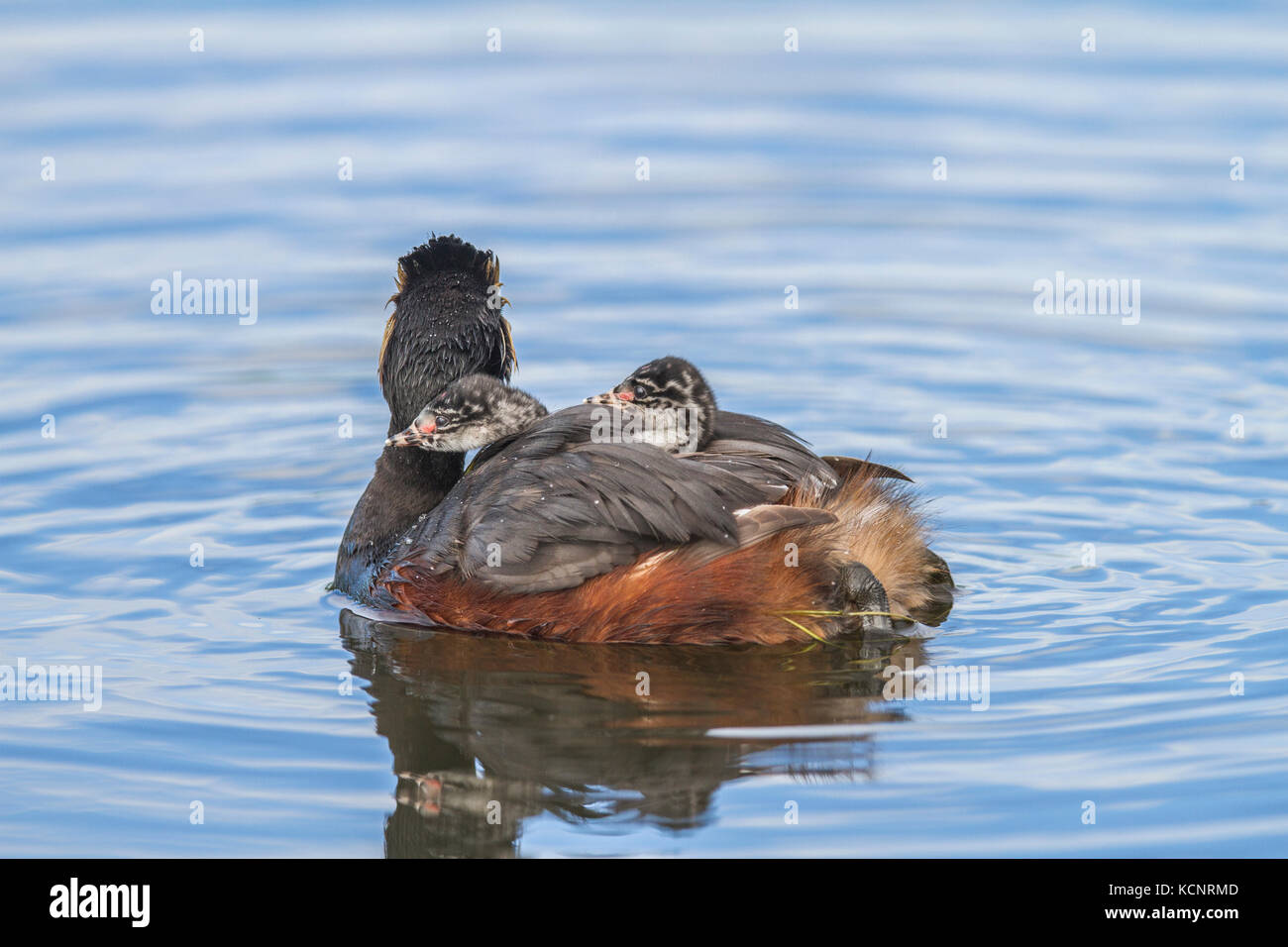 Eared Grebe, (Podiceps nigricollis) Schöne farbige Grebe, mit 2 Babys auf ihrem Rücken. Unkraut Lake, Alberta, Kanada Stockfoto