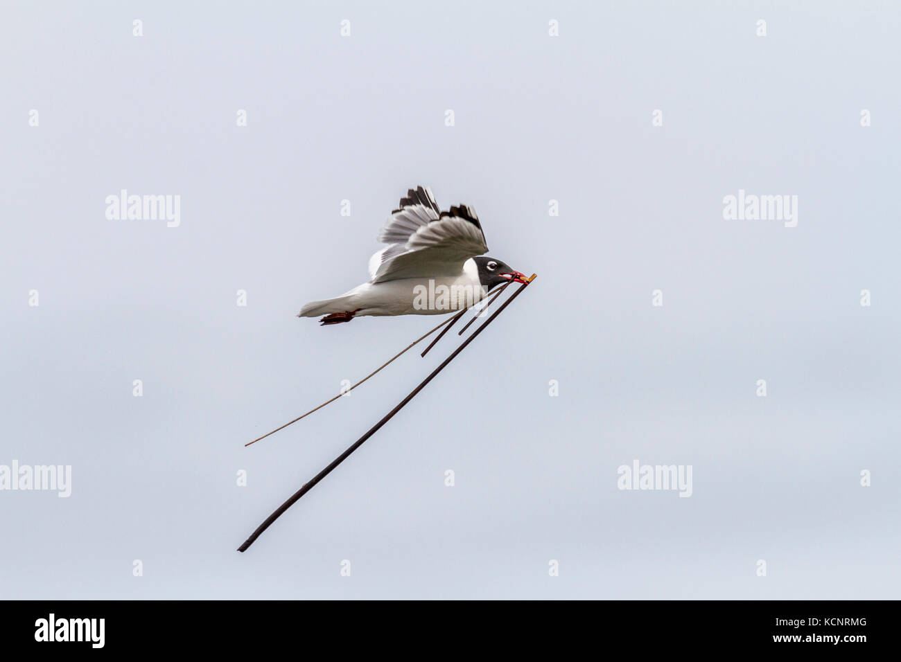 Franklin's Möwe (pipixcan Leucophaeus) Sammeln von Material zum Nestbau, Frank Lake, Alberta, Kanada Stockfoto