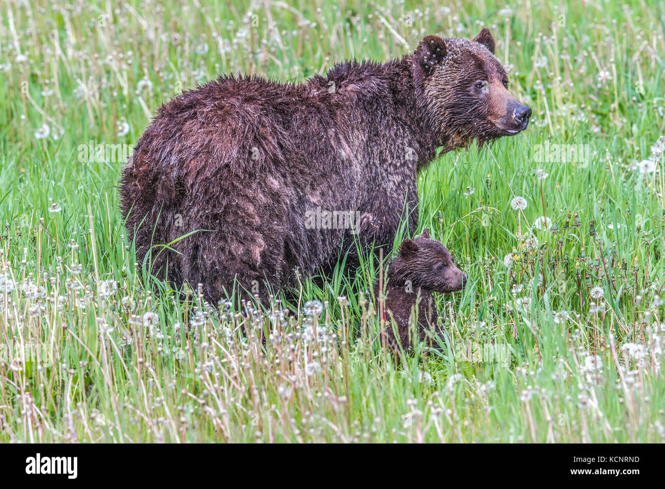 Männliche Grizzlybären (Ursus arctos Horribilis) Männliche Grizzlybären, Fütterung in einem Berg Wiese, auf Löwenzahn. Kananaskis, Alberta, Kanada Stockfoto