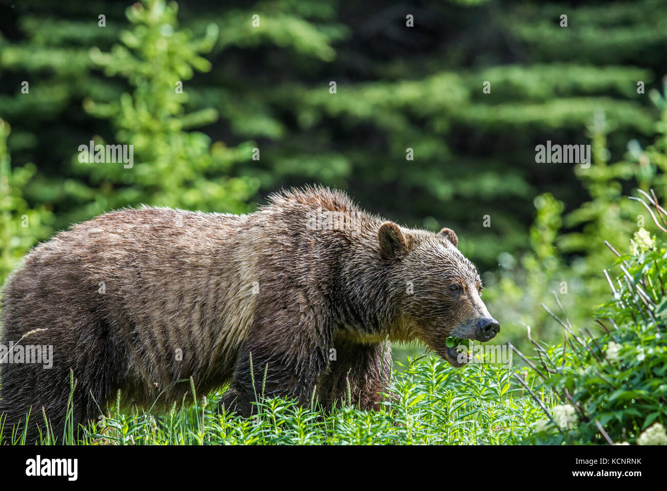 Grizzlybär (Ursus arctos Horribilis) Mutter Bär, der Fütterung, der in einem Berg Wiese. Kananaskis, Alberta, Kanada Stockfoto