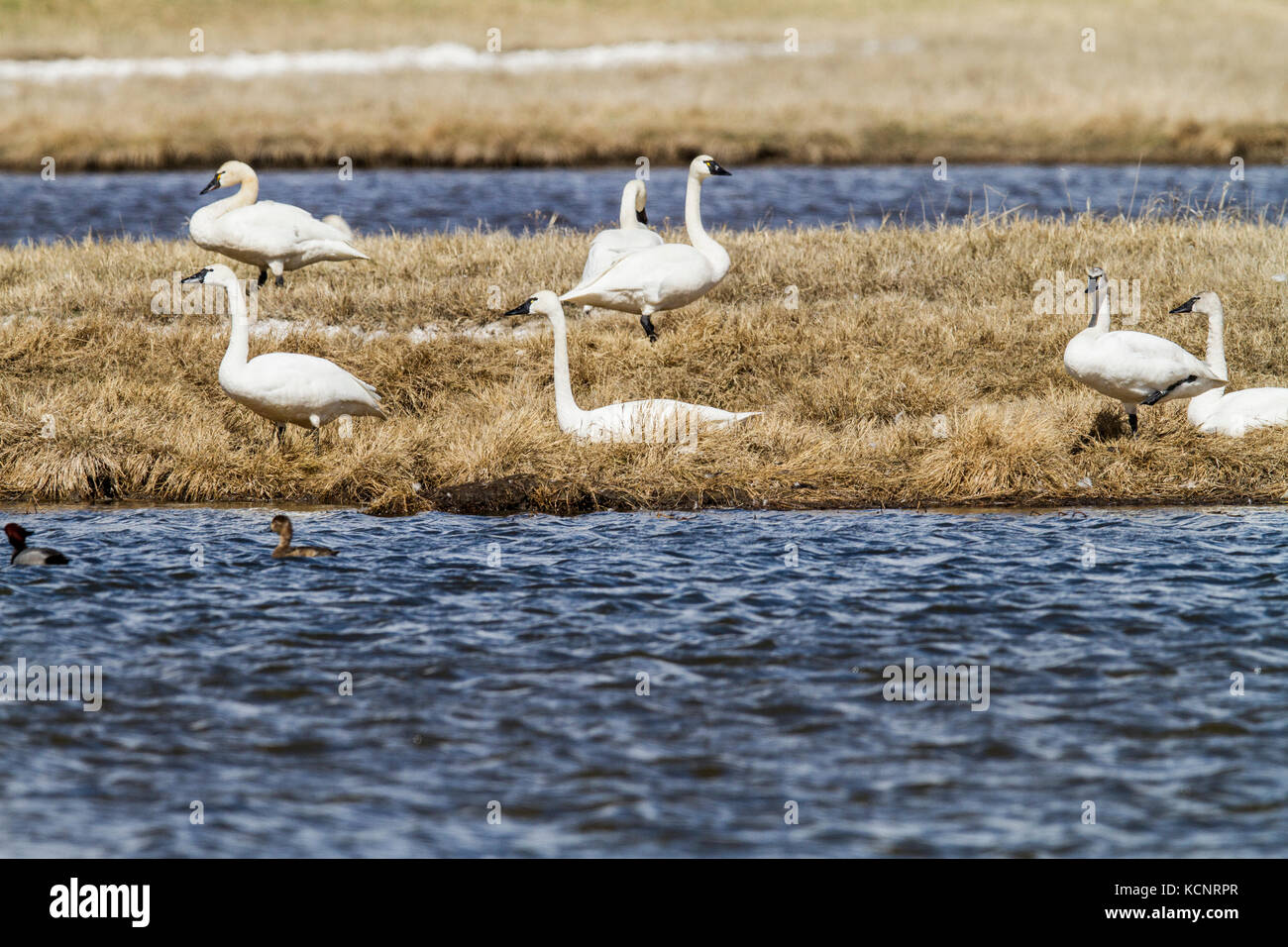 Tundra Schwan (Cygnus columbianus) Gracefull und Schöne, Schwäne, am Ufer neben Alberta Feld High River, Alberta, Kanada Stockfoto