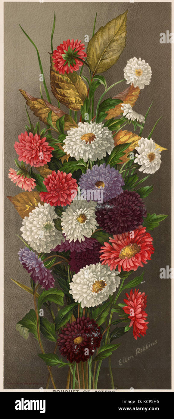Ein detailliertes Gemälde eines Blumenstraußes aus Astern, Teil der Sammlung in der Boston Public Library. Das Kunstwerk veranschaulicht die Schönheit der botanischen Kunst und der Blumenstudien. Stockfoto