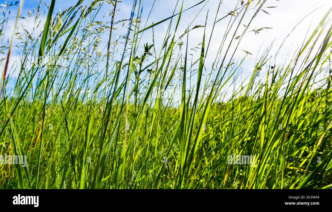 Grüne Wiese im Sommer in der Abendsonne Stockfoto