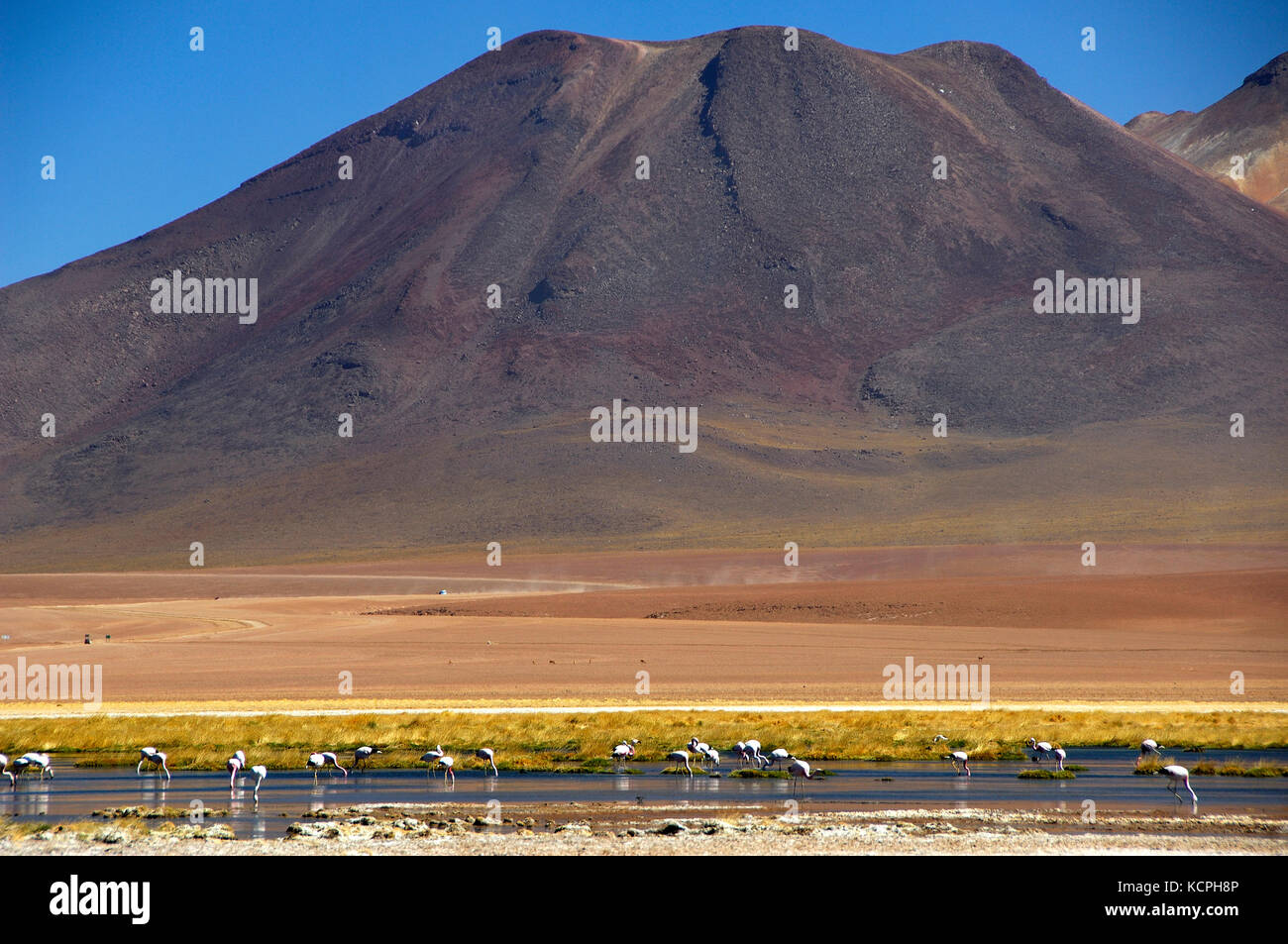 Chile Atacama Wüste der Rio putana Formen in der Hochebene eine große Feuchtgebiet, welche Hosts eine große Anzahl von Arten, die für die brutvögel. cilean Flamingos (phoenicopterus cilensis). Stockfoto