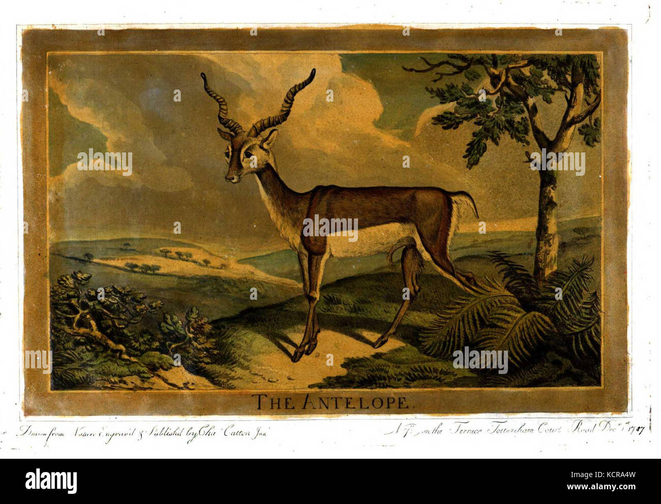 Diese Illustration aus Charles Cattons Werk „Animals“ aus dem Jahr 1788 zeigt die detaillierte Darstellung der Tierwelt und spiegelt den naturalistischen Stil und das Interesse an Tiermotiven im späten 18. Jahrhundert wider. Stockfoto