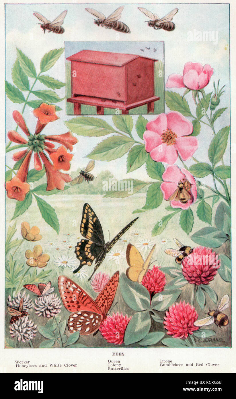 Bienen, um zwischen den Seiten 268 und 269 Stockfoto