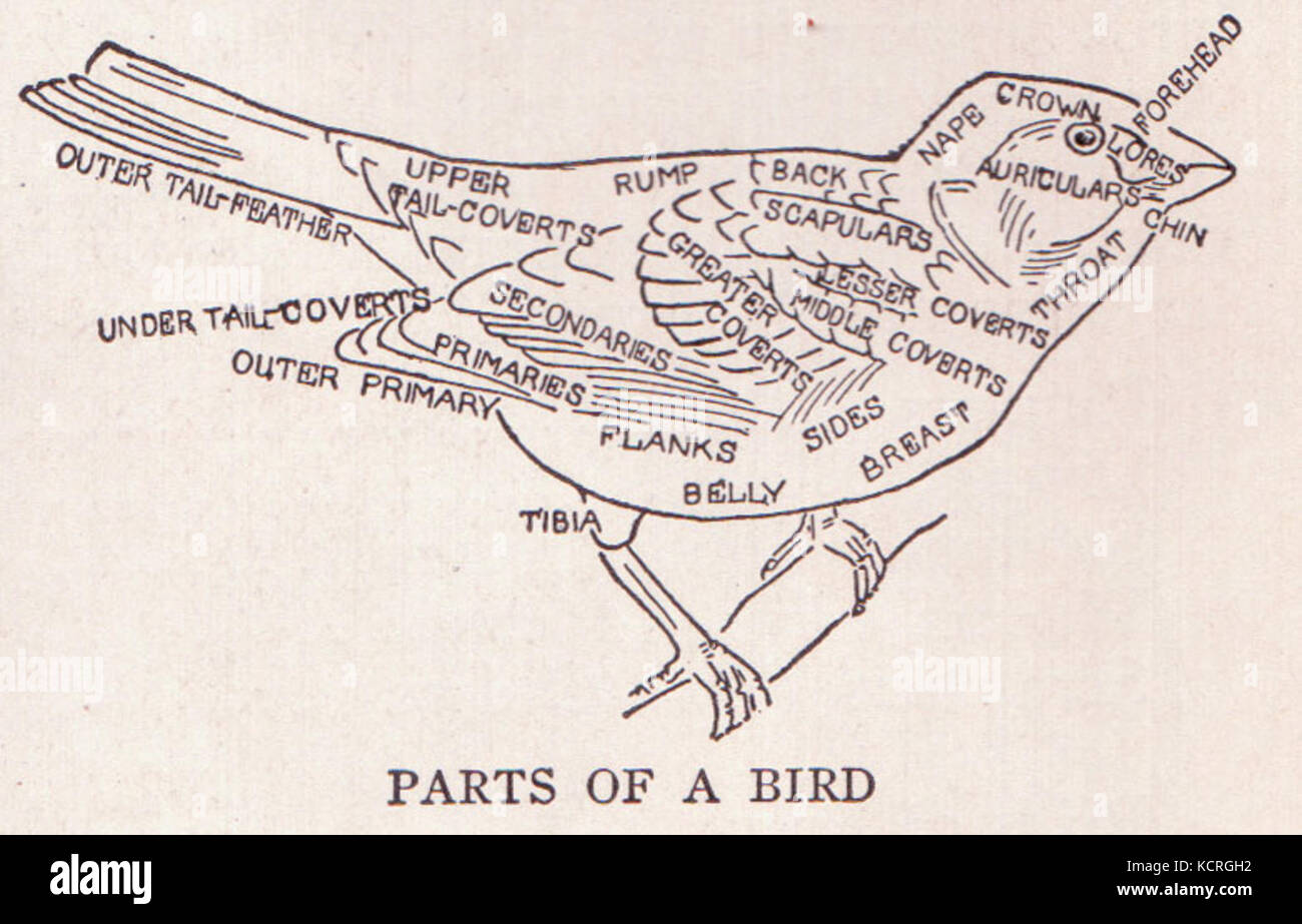 Vogel Teile Seite 303 Stockfoto