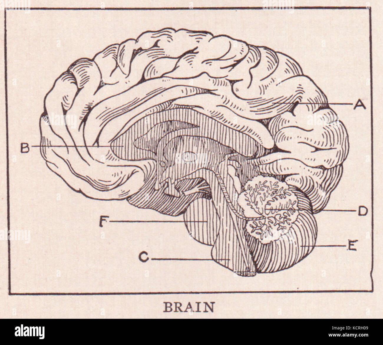 Seite 368 eines Textes mit dem Titel „Gehirn“ bietet Einblicke in die Neurowissenschaft, wobei der Schwerpunkt wahrscheinlich auf Gehirnfunktionen oder -Strukturen liegt. Das Buch oder die Forschungsstudie bietet wertvolle Informationen über die Anatomie und Physiologie des menschlichen Gehirns. Stockfoto