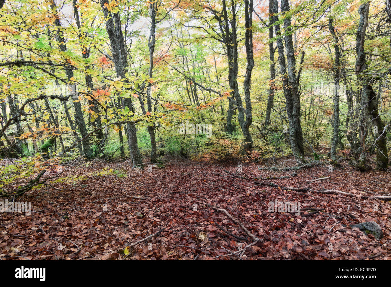 Buche Wald im Herbst in die natürliche Grenze zwischen den Provinzen Guadalajara und Segovia (Spanien). Stockfoto