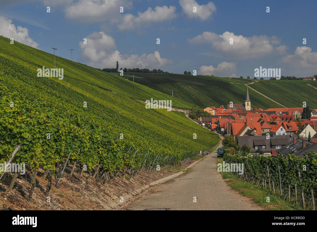 Deutscher Wein Branche: Escherndorfer Lump, Escherndorf, Franken, Deutschland Stockfoto