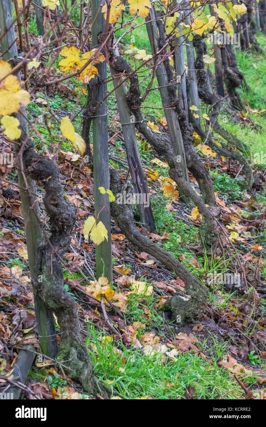 Deutscher Wein Branche: Alte Reben an maximiner Herrenberg, Longuich, Mosel, Deutschland Stockfoto