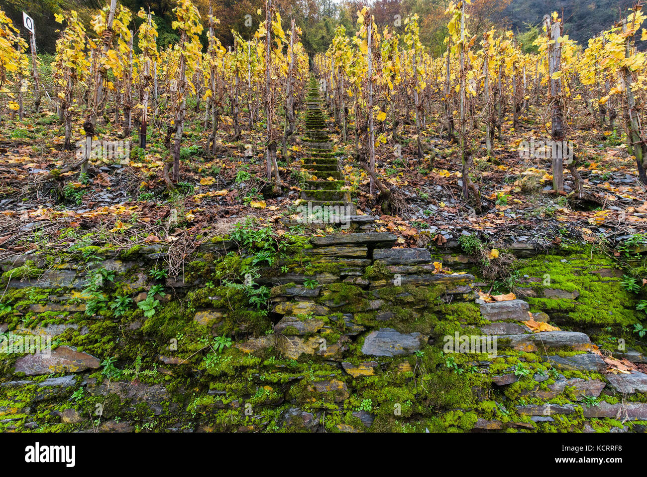 Deutscher Wein Branche: Traben-Trarbacher Hühnerberg, das Weingut Müllen, Mosel, Deutschland Stockfoto