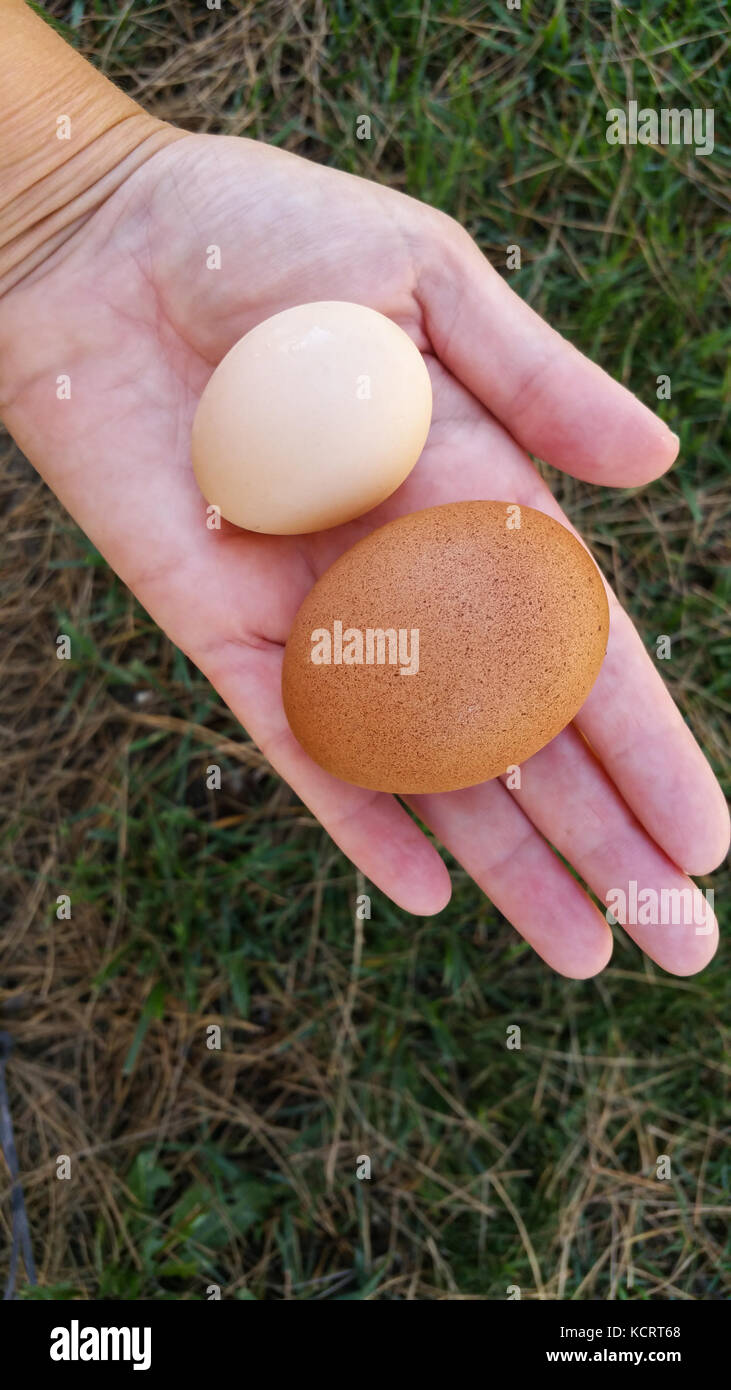Weibliche hand mit zwei unterschiedlich großen Bio Eier in der Handfläche. Stockfoto