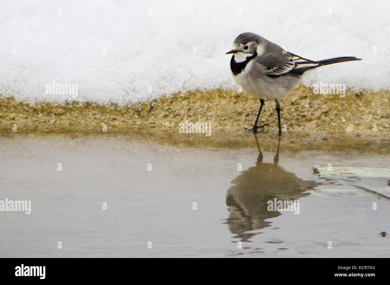 Bachstelze (Motacilla Alba) in einem kleinen Fluss, der Hintergrund von Schnee bedeckt ist Stockfoto