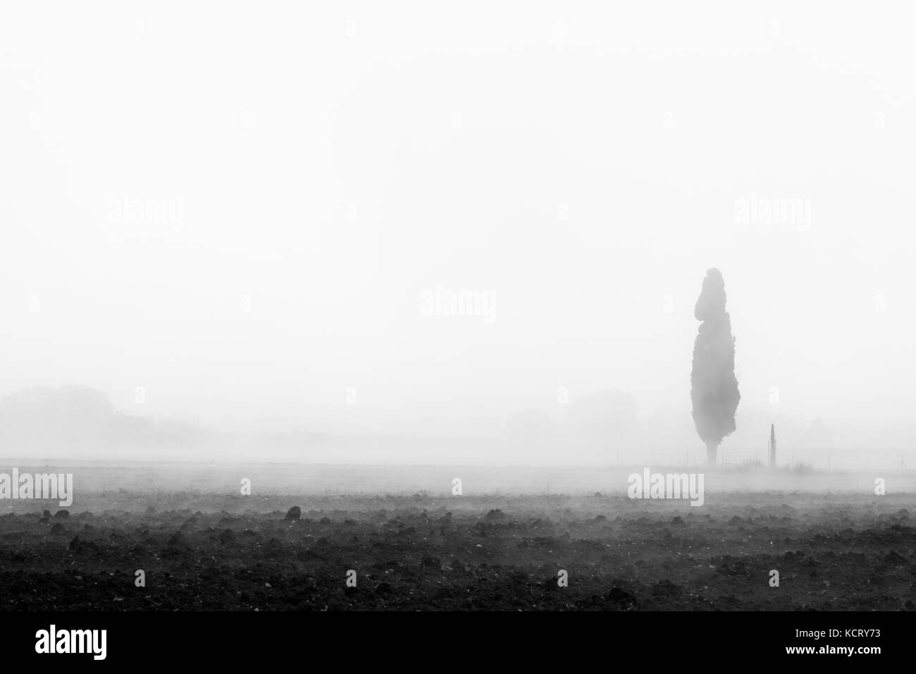 Eine isolierte Cypress mitten im Nebel Stockfoto