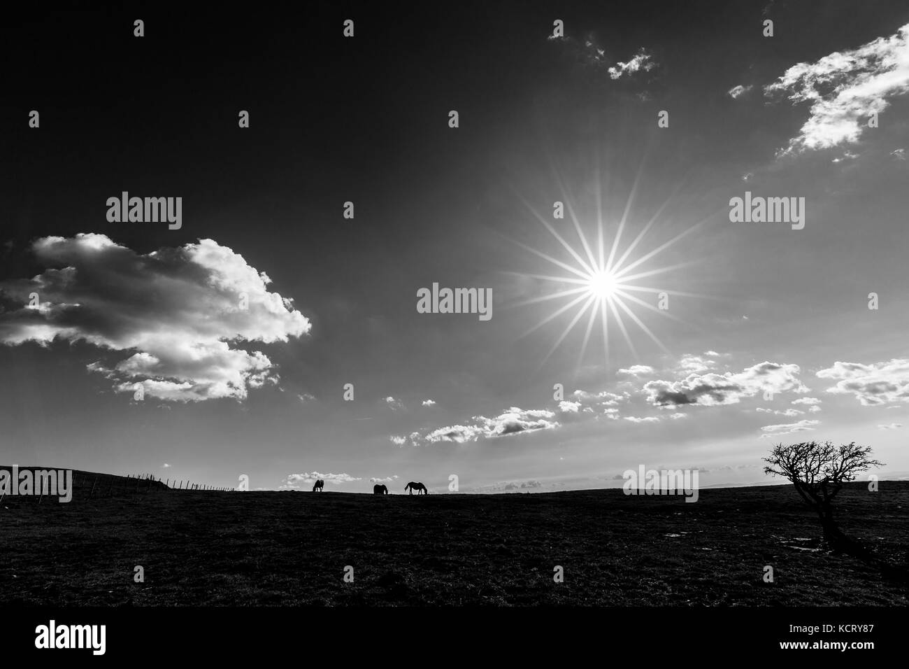Eine sehr scharfe Sun Star am Himmel, mit einigen Pferden auf der linken und eine Anlage auf der rechten Seite, oben auf einem Berg Stockfoto
