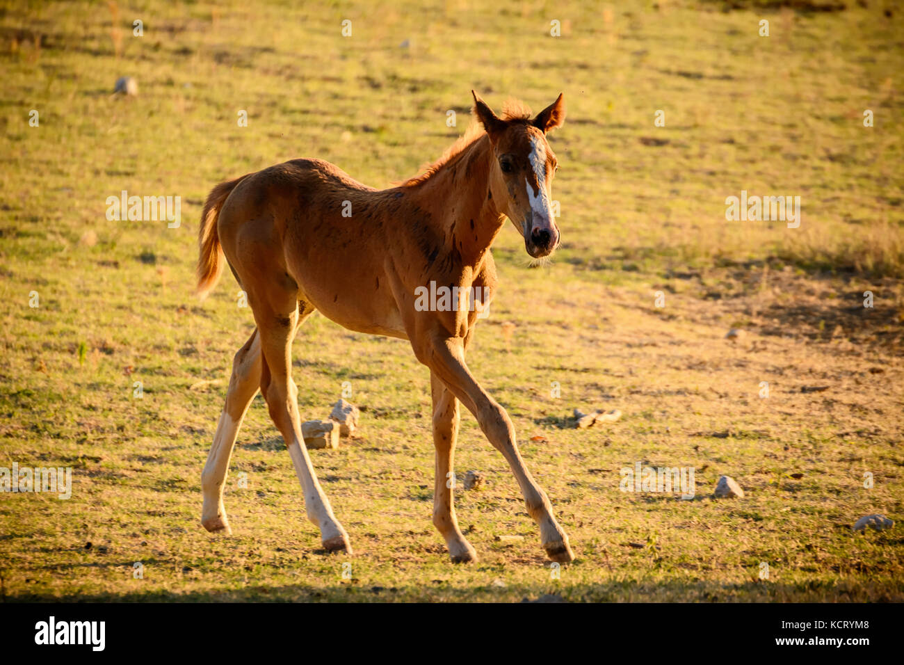 Kostenlose Ziege Weiden Stockfoto