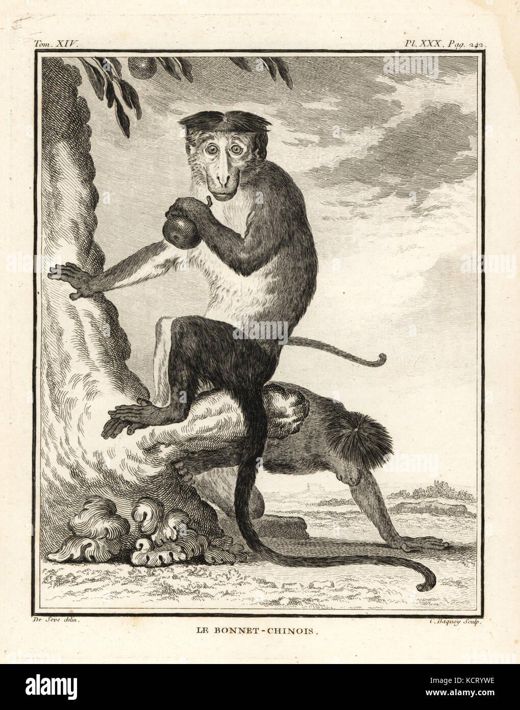 Motorhaube Makaken, Macaca radiata. Le Bonnet - Chinois. Kupferstich von C. Baquoy nach einer Illustration von Jacques de Seve von Georges-Louis Leclerc, Comte de Buffon Histoire Naturelle, Imprimerie Royale, Paris, 1766. Stockfoto