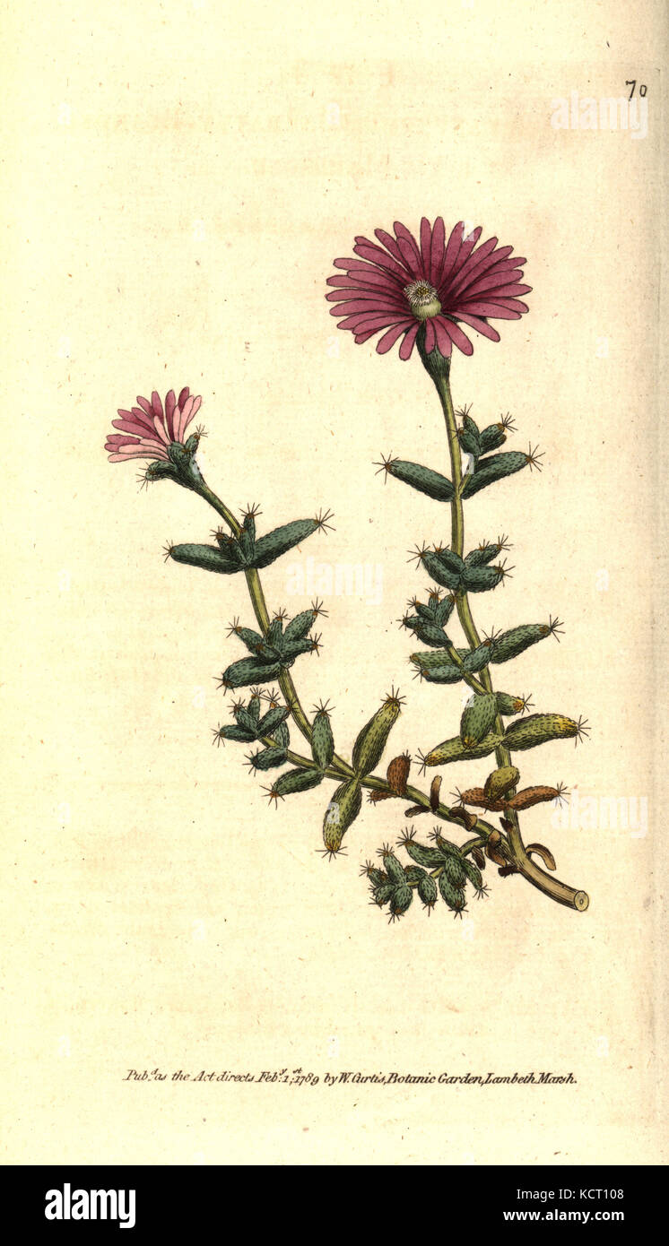 Bärtige Abb. Ringelblume, Mesembryanthemum barbatum. Handcolured Kupferstich nach einer botanischen Abbildung von William Curtis' Die Botanical Magazine, Lambeth Marsh, London, 1789. Stockfoto