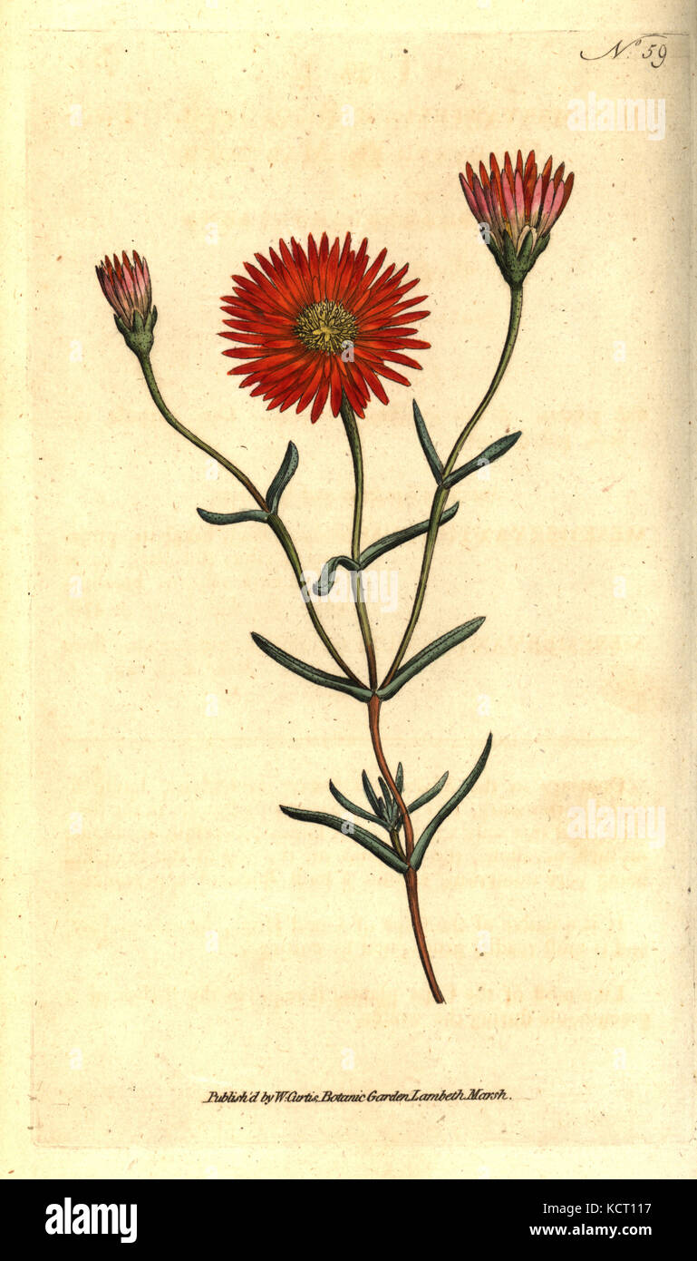 2-farbige Abb. Ringelblume, Mesembryanthemum bicolorum. Handcolured Kupferstich nach einer botanischen Abbildung von William Curtis' Die Botanical Magazine, Lambeth Marsh, London, 1787. Stockfoto