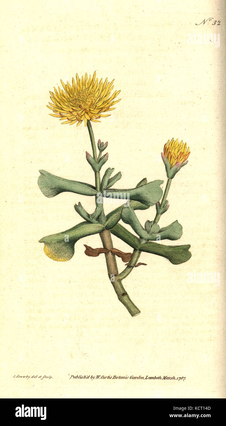 Hatchet - leav Abb. "Ringelblume, Mesembryanthemum dolabriforme. Handcolured Kupferstich und botanischen Abbildung von James Sowerby von William Curtis' Die Botanical Magazine, Lambeth Marsh, London, 1787. Stockfoto